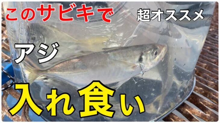 【本牧海づり施設】おすすめサビキ　GWの釣りはコレだ！仕掛けとタナ