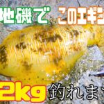 【春エギング】まっさんの地磯での春イカレクチャーIN宇和島