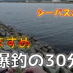 夕まずめに怒涛のシーバスRUSHが始まった！【ミノージャーキング】