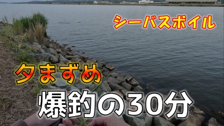 夕まずめに怒涛のシーバスRUSHが始まった！【ミノージャーキング】