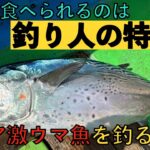 ジグでよくつれるカンパチジギングの嬉しい外道スマカツオ！全然出回らない美味すぎるこの魚を食べるには。。。自分で釣るしかない！【沖縄 ゆりか】Slow Deep  Jigging