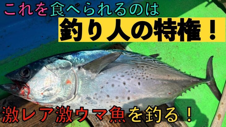 ジグでよくつれるカンパチジギングの嬉しい外道スマカツオ！全然出回らない美味すぎるこの魚を食べるには。。。自分で釣るしかない！【沖縄 ゆりか】Slow Deep  Jigging