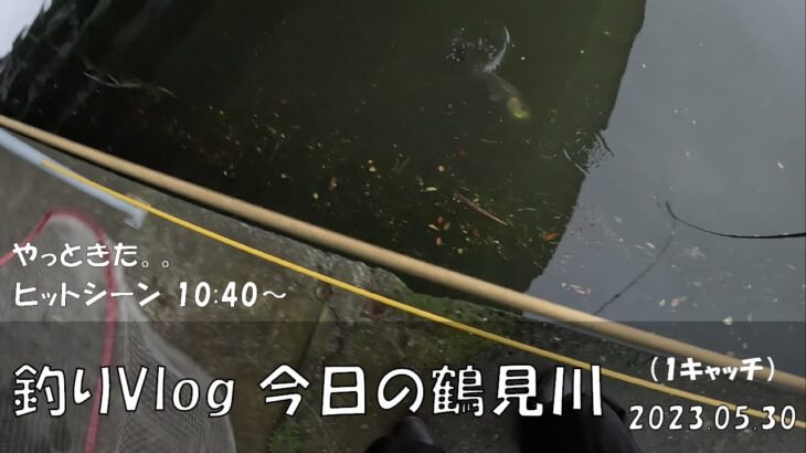 シーバス釣りVlog 今日の鶴見川 2023年5月30日（1キャッチ）やっときた。。エアオグル70SLMで75cm