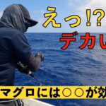 【キハダマグロ】ドラグが止まらない…キハダジギングは意外と簡単！【小笠原 父島 ぎょうてん丸】Yellowfin Tuna Jigging