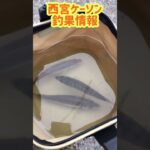 サビキ釣りで良型アジ！fishing max武庫川店