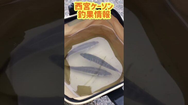 サビキ釣りで良型アジ！fishing max武庫川店