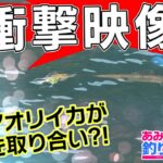 日本海でエギングゲーム!エギの取り合いで大型アオリイカが接近!?in福井|あみちゃんのもっと釣りたい!第152話(1298)