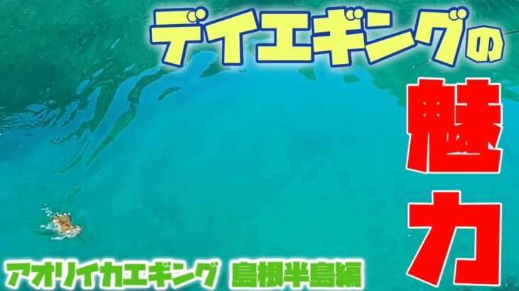 デイエギングの魅力はやっぱりこれ #山陰釣りどげかいな #エギング #エギ王k #島根半島 #アオリイカ #コウイカ