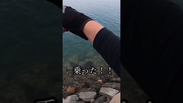 春イカのサイトフィッシング？！#shorts #春イカ #釣り #エギング #fishing #親イカ#アオリイカ#新潟