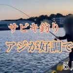 茨城　サビキ釣り　アジが好調でした　５月上旬