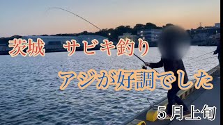 茨城　サビキ釣り　アジが好調でした　５月上旬