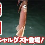 ヤリイカを釣りに小樽厩岸壁へ。スペシャルゲストも！【北海道釣り】