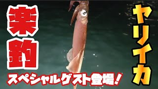 ヤリイカを釣りに小樽厩岸壁へ。スペシャルゲストも！【北海道釣り】