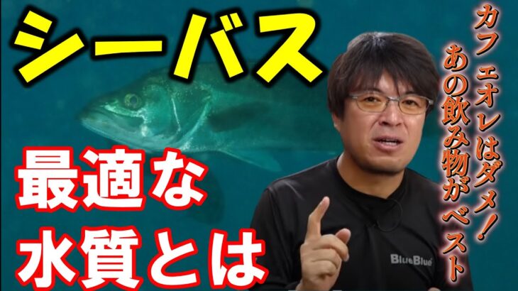 【シーバス】最適な水の色はあの飲み物くらいの色がベスト【村岡昌憲】