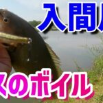 入間川【バス釣り】めちゃくちゃボイルしてた！