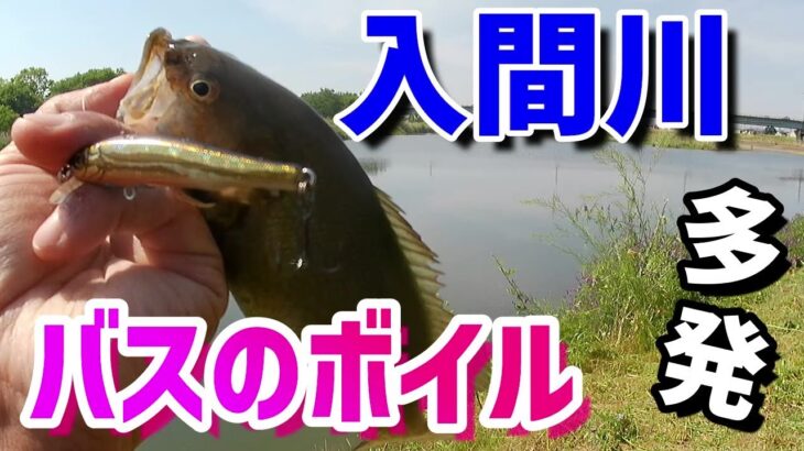 入間川【バス釣り】めちゃくちゃボイルしてた！