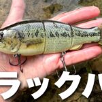 ブラックバスを持って釣りに行ったら…【バス釣り】最後に告知あり…🤫