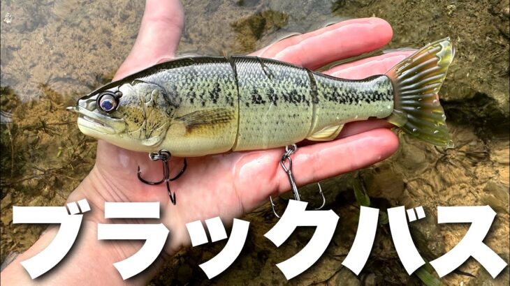 ブラックバスを持って釣りに行ったら…【バス釣り】最後に告知あり…🤫