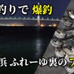 【魚釣り】夜釣りで爆釣‼横浜のアジ、サビキ釣り‼