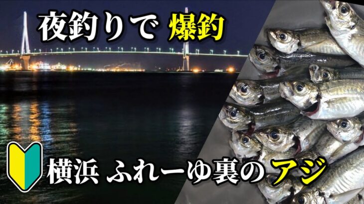 【魚釣り】夜釣りで爆釣‼横浜のアジ、サビキ釣り‼