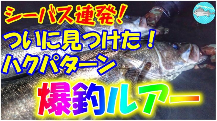 【シーバス連発】ついに見つけた！ハクパターン爆釣ルアー