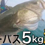 【シーバス釣り】デカい魚がこんなに簡単に釣れるんだ！見るだけで釣りが少ーし上手くなるかも！