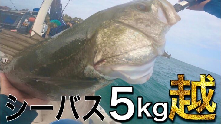 【シーバス釣り】デカい魚がこんなに簡単に釣れるんだ！見るだけで釣りが少ーし上手くなるかも！