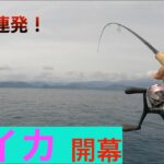 春イカエギング完全攻略！最大記録更新のモンスター現る！ #エギング #春イカ