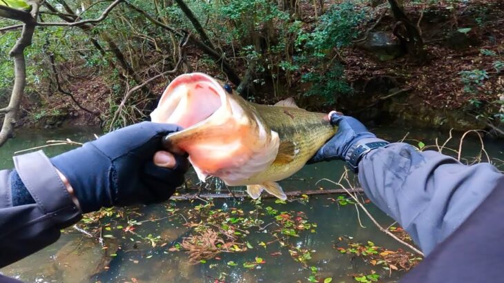 沈み蟲でもダメか… でも、アレを見せたら一発でした