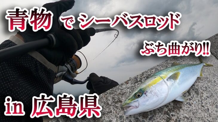 【広島県の堤防で青物ゲット!】 シーバス釣りをしていると、青物がヒットしました！