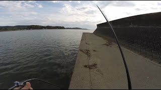 大雨後の奥浜名湖シーバスゲーム　エリアを見極めて魚を探す