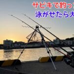 サビキで釣った小魚を泳がせたら大勝利！！