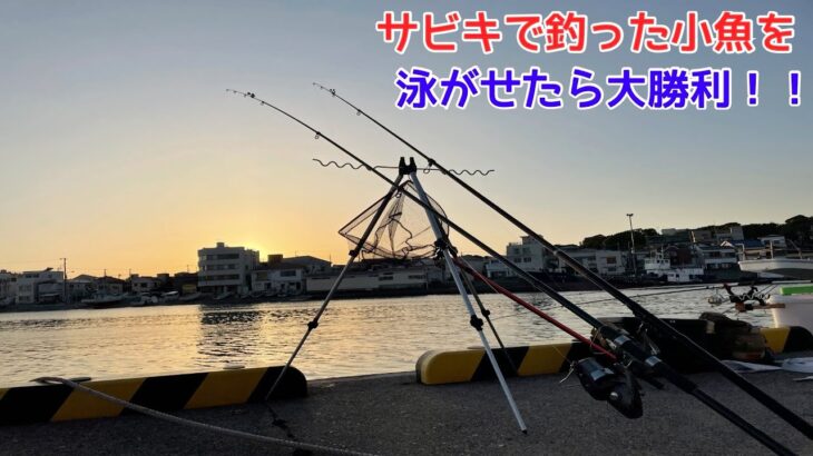 サビキで釣った小魚を泳がせたら大勝利！！