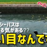 シーバスが釣れない、考え方次第で釣れます。【トップウォーター】