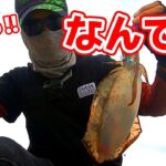 【エギング】見えてるデカイカが釣れた!!と思ったら秋イカに…なんで??