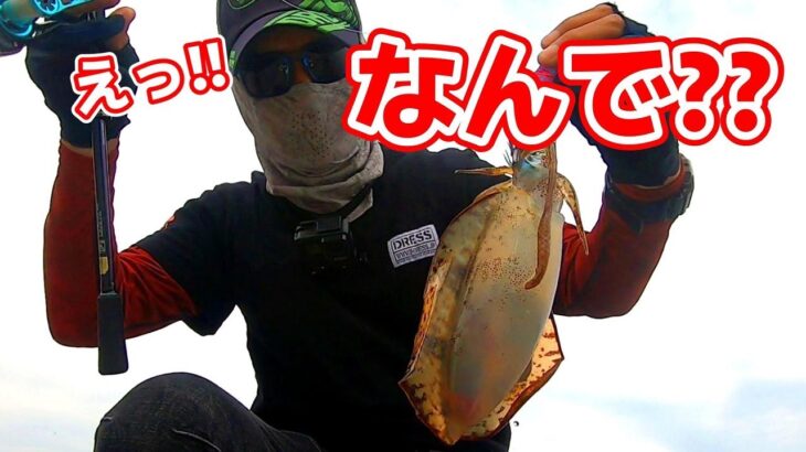 【エギング】見えてるデカイカが釣れた!!と思ったら秋イカに…なんで??