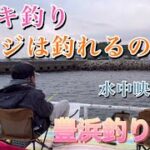 【豊浜釣り桟橋】サビキ釣りアジは釣れるのか⁈