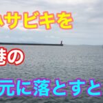 極小サビキを漁港の足元に落とすと•••三河湾