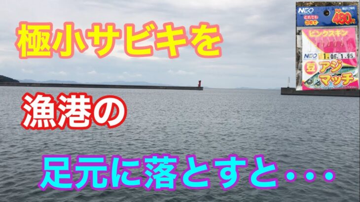 極小サビキを漁港の足元に落とすと•••三河湾