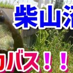 埼玉の【柴山沼】でデカバスが釣れた！