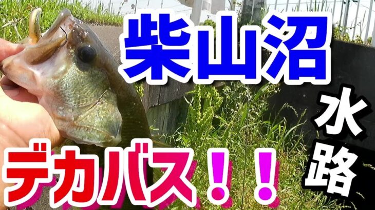 埼玉の【柴山沼】でデカバスが釣れた！