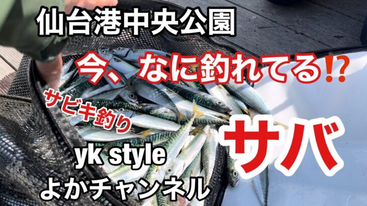 仙台港中央公園 今、なに釣れてる⁉️ おすすめ サビキ釣り サバ爆釣 仙台港よかチャンネル