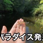 極小溜め池でこのルアー使ったら入れ食いでした