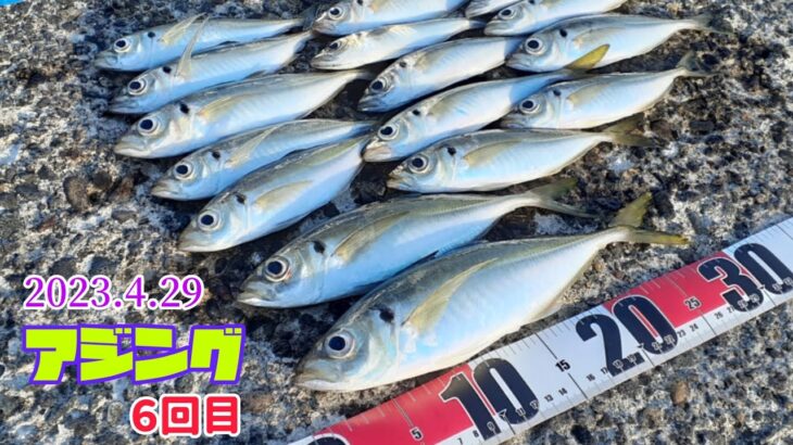 山形県　酒田市　アジング　釣れたアジでアジの南蛮漬け