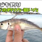 【初心者向け】サビキ釣り「アジ」を狙おう！【アジの釣り方】