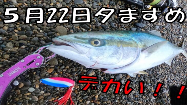 遠州灘サーフ　青物を初心者でも簡単に釣るポイントは２つです。