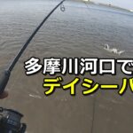 多摩川河口で真昼間のルアーシーバス釣り！