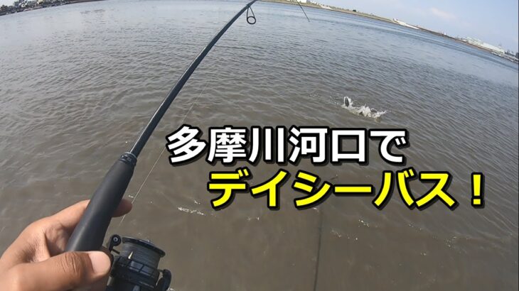 多摩川河口で真昼間のルアーシーバス釣り！