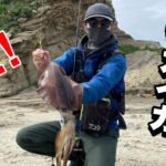 【春エギング】真昼間の磯で仕留めた！大型アオリイカ！