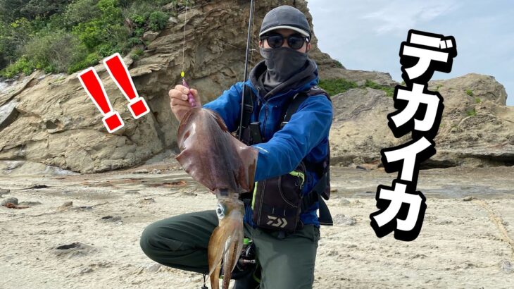 【春エギング】真昼間の磯で仕留めた！大型アオリイカ！